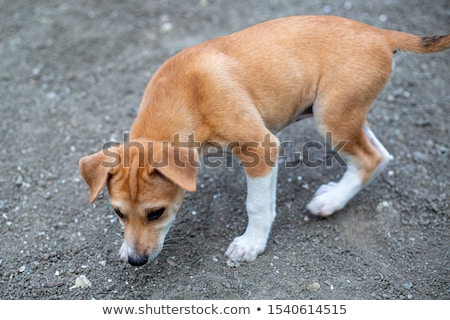 Stock foto: Puppy Cairn Terrier Sitting On The Floor