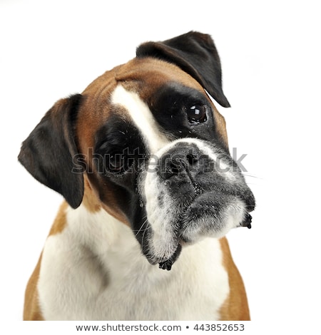 Stock fotó: Nice Young Boxer In The Photo Studio