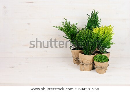 Stock photo: Composition Of Different Young Green Conifer Plants In Pots With Copy Space On Beige Wooden Table