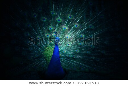 Foto d'archivio: Peacock With Open Tail