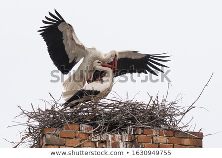 Stockfoto: Adult Stork In Nest On Chimney