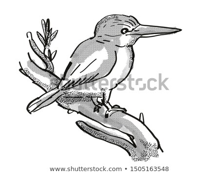 Сток-фото: Kingfisher New Zealand Bird Cartoon Retro Drawing