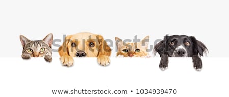 Stockfoto: Dog And Cat