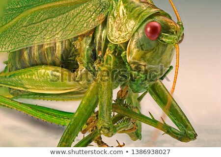 ストックフォト: Grasshopper Macro In Green Nature