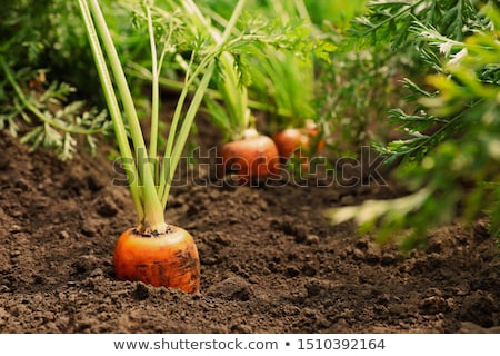 Foto stock: Organic Vegetables Growing