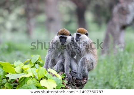 Vervet Affe Cercopithecus Pygerythrus Stock foto © Artush