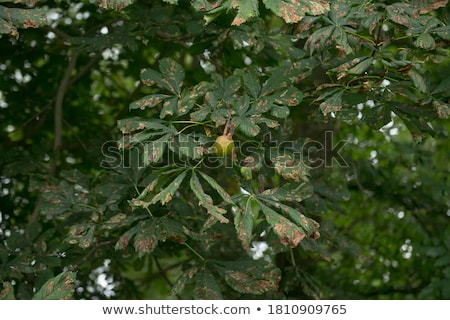 [[stock_photo]]: Conkers And Smooth Seed Cases With Red Horse Chestnut Leaf