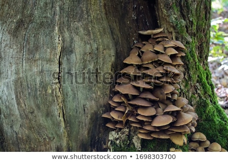 Foto stock: Poisonous Mushroom Closeup