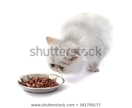 [[stock_photo]]: Eating Persian Kitten