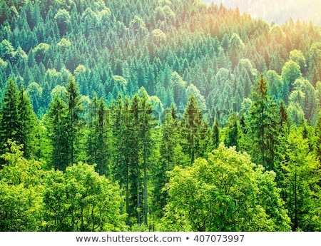 Foto stock: A Beautiful Bird On Pine Tree