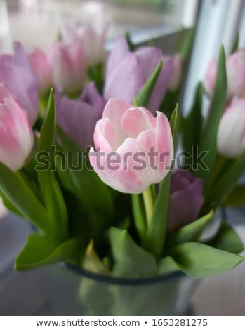 Stock photo: Bouquet Of Pink Tulips In Vase On The White Background