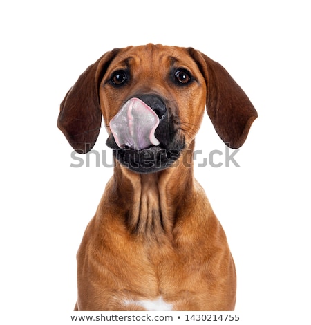 Foto stock: Sweet Rhodesian Ridgeback Puppy On White