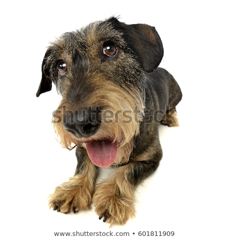 Foto d'archivio: Wide Angle Shot Of An Adorable Dachshund