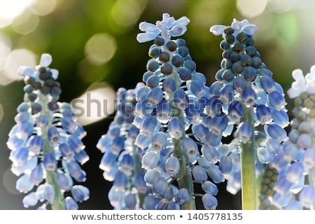 Stok fotoğraf: Muscari Botryoides Flowers