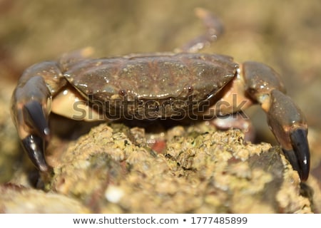 Stok fotoğraf: Crab On The Rock