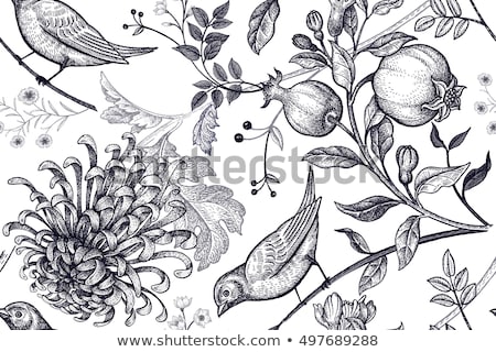 Zdjęcia stock: Chrysanthemum Natural Pattern
