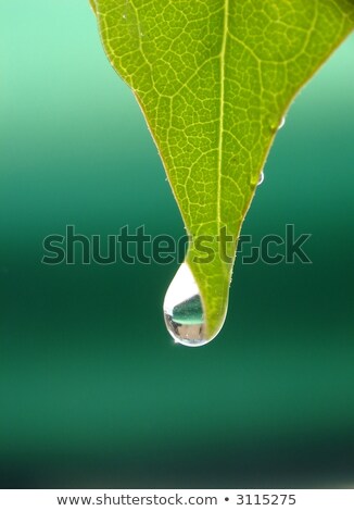ストックフォト: Close Up Drops Of Water Falling On Vegetation