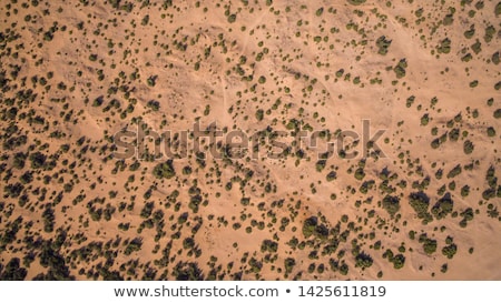 Foto d'archivio: Desert Vegetation