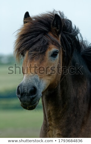 Stok fotoğraf: Exmoor Pony Ancient Breed