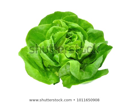 Foto stock: Butterhead Lettuce