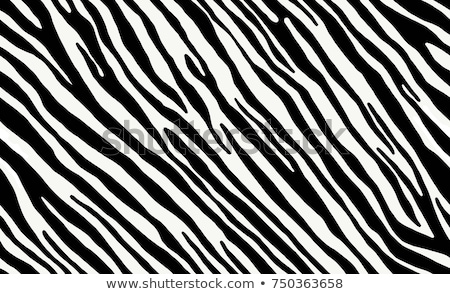 Foto stock: Zebra