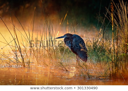 Сток-фото: Goliath Heron With Sunrise Over Misty River