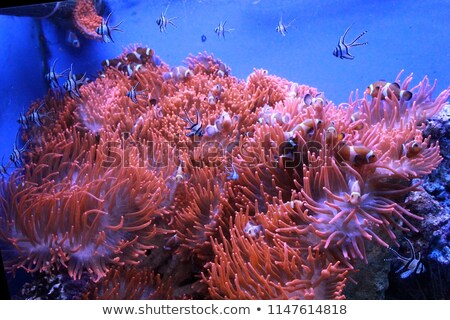 Сток-фото: Underwater Aquatic Living Coral