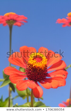 Foto d'archivio: One Pink Zinnia Flower On Stem With Blue Sky