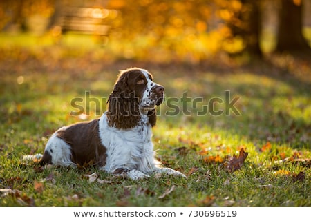 Stockfoto: Beautiful Young Cocker Spaniel