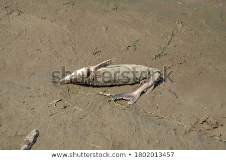 Сток-фото: Dead Sterlet Fish