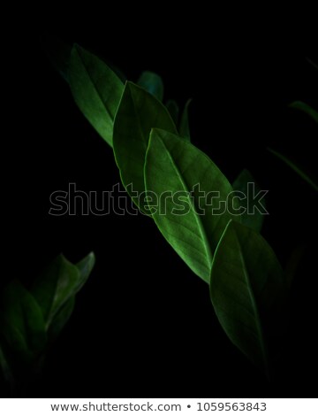 Ficus Macro Leaves Inside The Black Background Stockfoto © artjazz