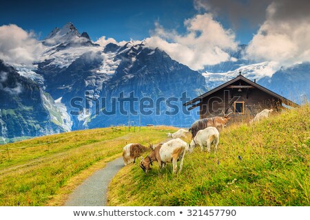 ストックフォト: Herd Of Goats On The Pasture In The Mountains