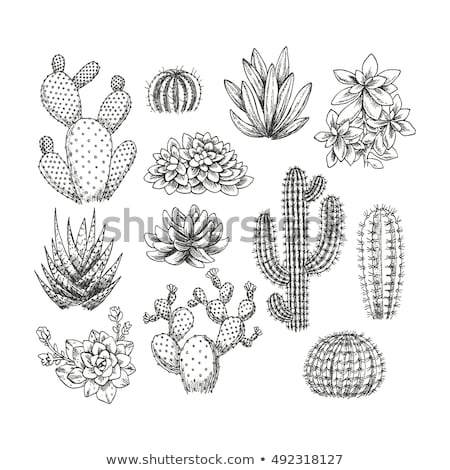 Stok fotoğraf: Cute Hand Drawn Vector Cactuse Pattern