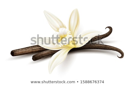 Сток-фото: Vanilla Flower Dried Sticks Realistic Food Ingredient Vector