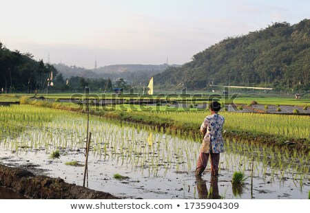 [[stock_photo]]: Elle · femme · de · la · culture · indienne · ciel · bleu · et · herbe · verte