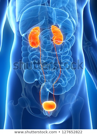 Stockfoto: 3d Rendered Illustration - Bladder