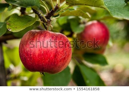 Stok fotoğraf: Ripe Apples At The Tree