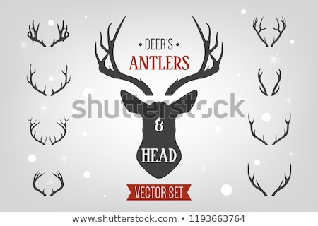 Stock foto: Elk Antlers