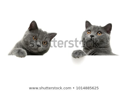 Foto stock: Small Gray British Cat
