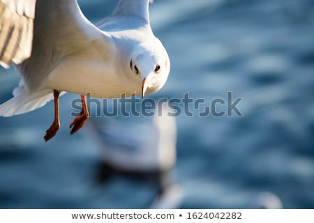 ストックフォト: Flock Of Seagulls Flying Over Lake