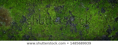 Stock fotó: Surface Of A Rocks With Green Moss And Lichen