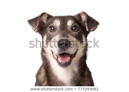 Stock photo: Mixed Breed Dog In A Photo Studio