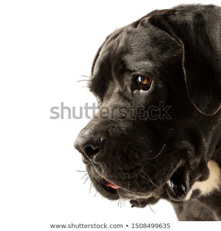 Stok fotoğraf: Puppy Black Cane Corso Portrait In Studio