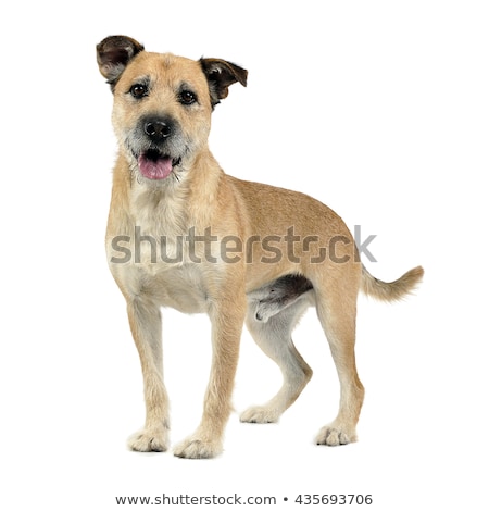 Foto stock: Brown Color Wired Hair Mixed Breed Dog In A White Studio