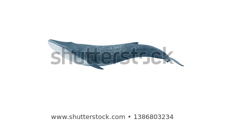 Stok fotoğraf: Blue Whale On White Background