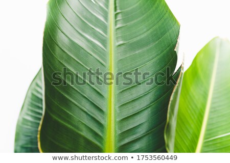 Foto stock: Banana Tree On White Background