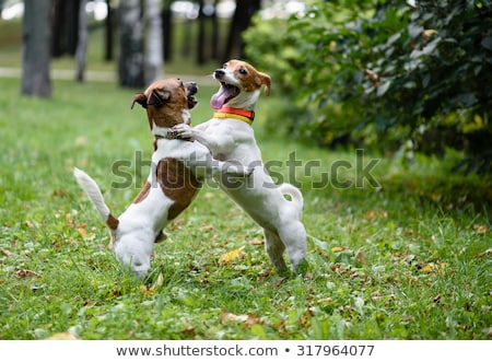 [[stock_photo]]: Funny Animals Playing In The Park