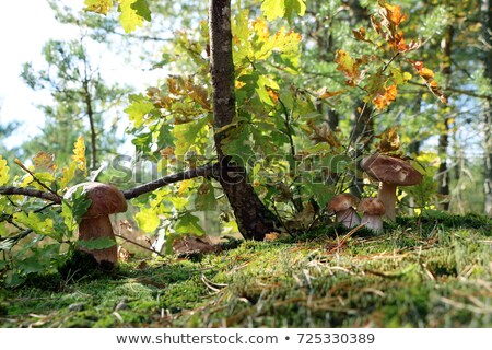 Foto stock: Four Boletus Mushrooms Under An Oak