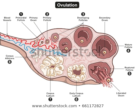 Foto d'archivio: A Vector Of Female Ovary Stages