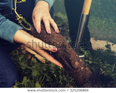 Сток-фото: Close Up Of Woman Planting Rose To Flower Pot